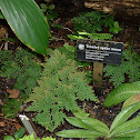 Treelet Spike Moss
