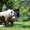 White Tiger