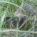 Hedgehog