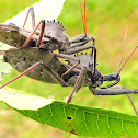 Wheel Bugs (Coupling)