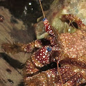 Blue-Eyed Hermit crab