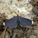 White-tipped Black - Snowbush Spanworm