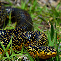 Speckled Kingsnake