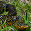 Speckled Kingsnake