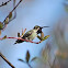 Anna's Humming Bird