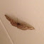 Bent-Line Carpet