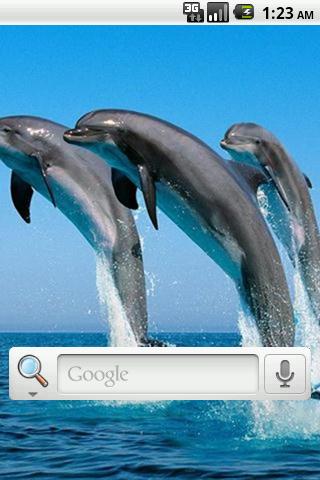 Dolphin Live Wallpaper