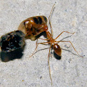 ant