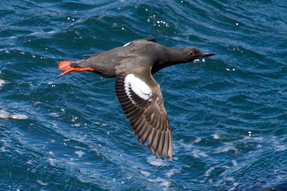 Spotting Image 1