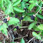 Blackberry