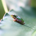 Pearson's Green Tree Frog