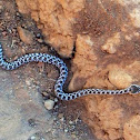 Southern Pacific Rattle Snake