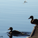 Mallard, Sinisorsa