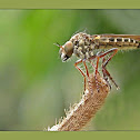 Robber Fly