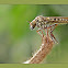 Robber Fly