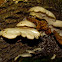Tree Mushroom
