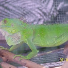 Green Iguana