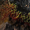 Fire Moss
