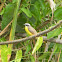 benteveo mediano - social flycatcher