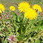 Dandelion