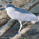 Black-crowned Night Heron