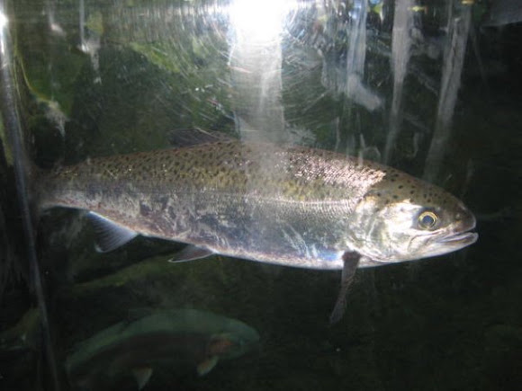 Spotting Image 1