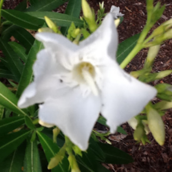 Spotting Image 1