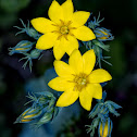 Yellow-wort