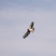 Red-shouldered Hawk (Juvenile)