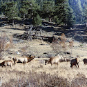 Elk