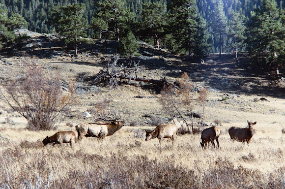 Spotting Image 1