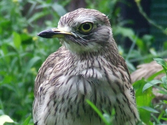 Spotting Image 1