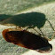 Leafhopper Bug 