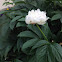 White Peony