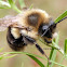 Common Eastern Bumblebee