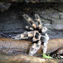Tarantula de rodillas roja