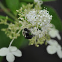 Eastern Carpenter Bee