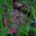 Fowler's Toad