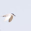 Gull-billed Tern