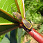 Bordered Plant Bug or Largus Bug