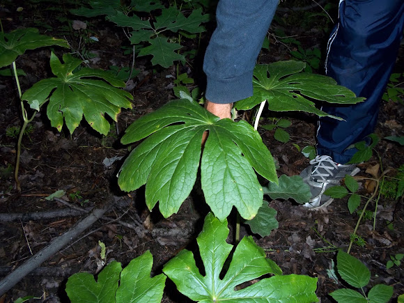 Spotting Image 1