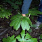 Mayapple 