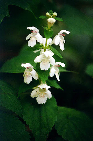 Spotting Image 1
