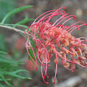Grevillia ( Coastal Sunset)