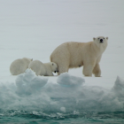 Polar Bear (mother and cubs)