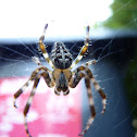 European Garden Spider