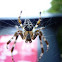 European Garden Spider