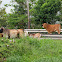 Cows