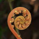 Unknown fiddlehead