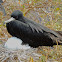 Magnificent frigatebird (female with chick)